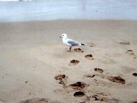 photos 2000-200901401